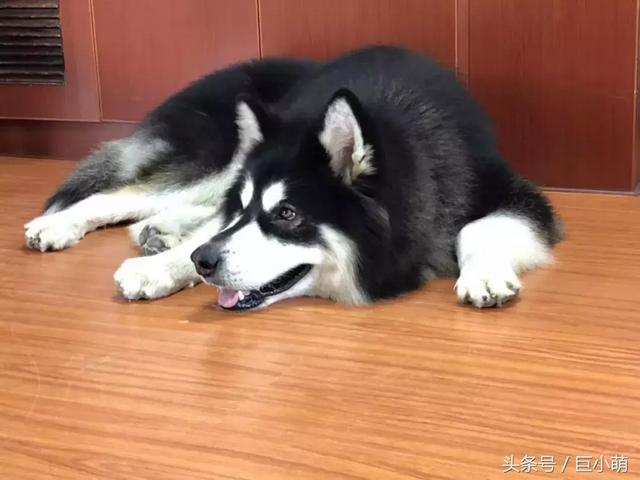 大清都灭亡了！怎么还有人迷信养狗死全家