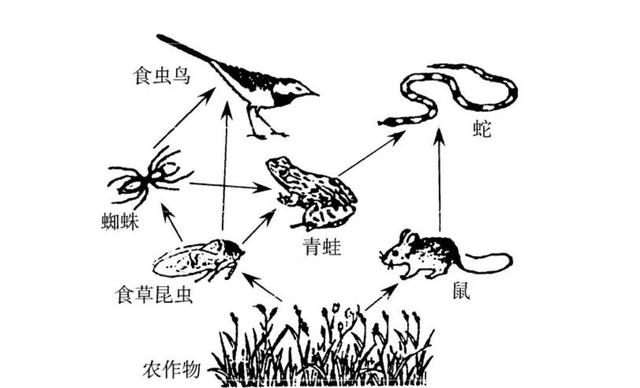 命大！浙江男子被五步蛇烙铁头咬伤，自救成功，它的毒性有多强？