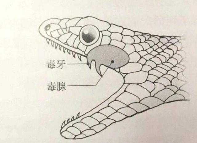 命大！浙江男子被五步蛇烙铁头咬伤，自救成功，它的毒性有多强？