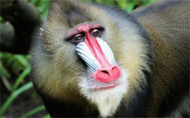 古人常说：好男不娶红扶桑，好女不嫁大马猴，“红扶桑”是什么？