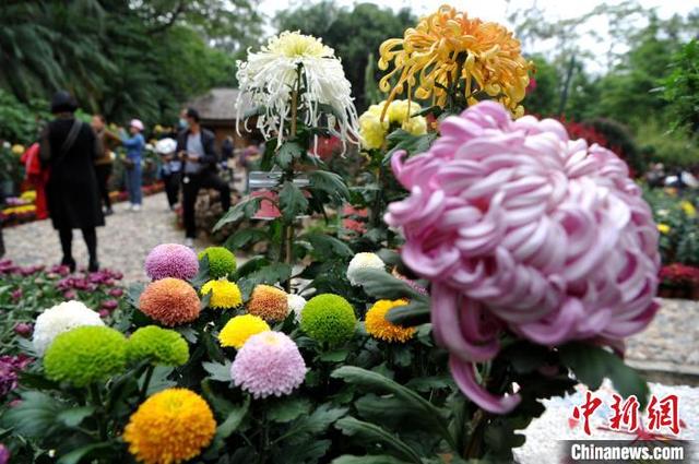 1000多种菊花亮相福州金秋菊花展