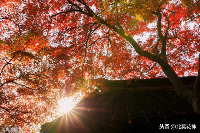 劫财当如何？有花堪须折