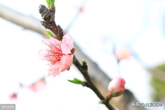 劫财当如何？有花堪须折