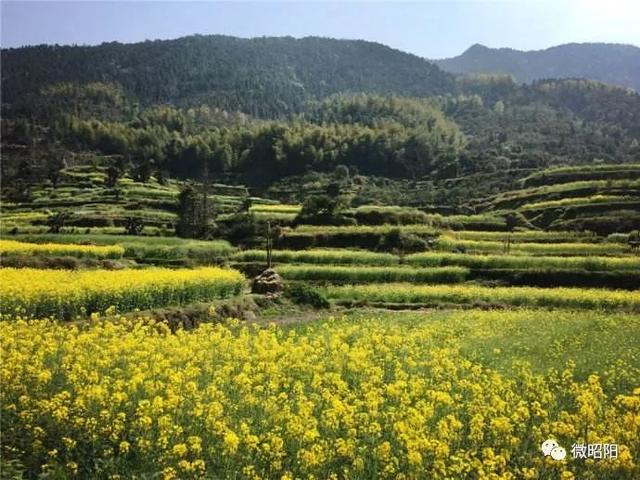 作家看昭阳|吕春雨：村头的那棵老茨花树