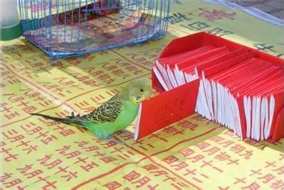 揭秘江湖骗术“黄雀@￥”，可怜的黄雀只是为了一粒小米