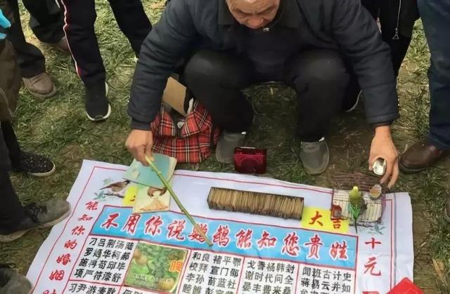 揭秘江湖骗术“黄雀@￥”，可怜的黄雀只是为了一粒小米