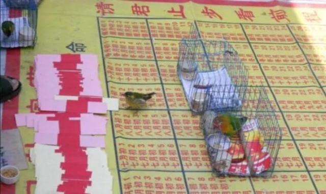 揭秘江湖骗术“黄雀@￥”，可怜的黄雀只是为了一粒小米