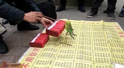 揭秘江湖骗术“黄雀@￥”，可怜的黄雀只是为了一粒小米