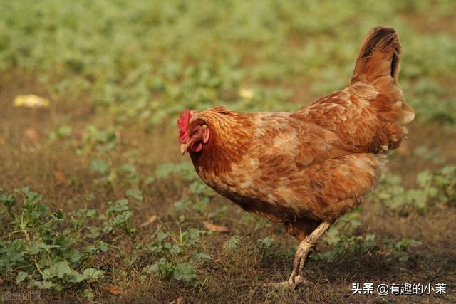 每日一笑话