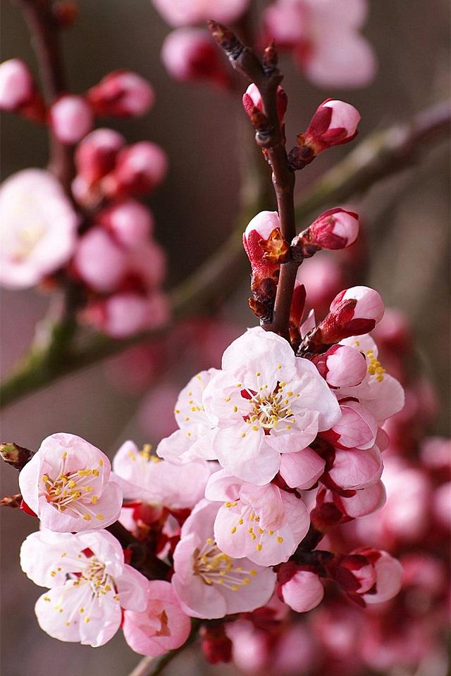 一年12月,每月都有“花神”在,你几月出生?别错过你的幸运花