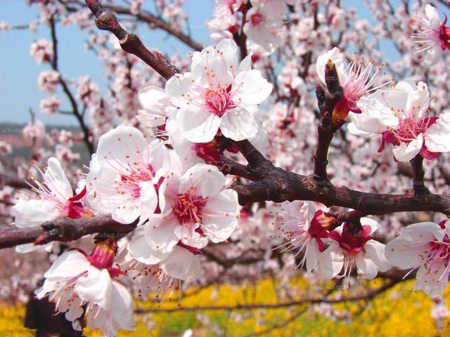 一年12月,每月都有“花神”在,你几月出生?别错过你的幸运花