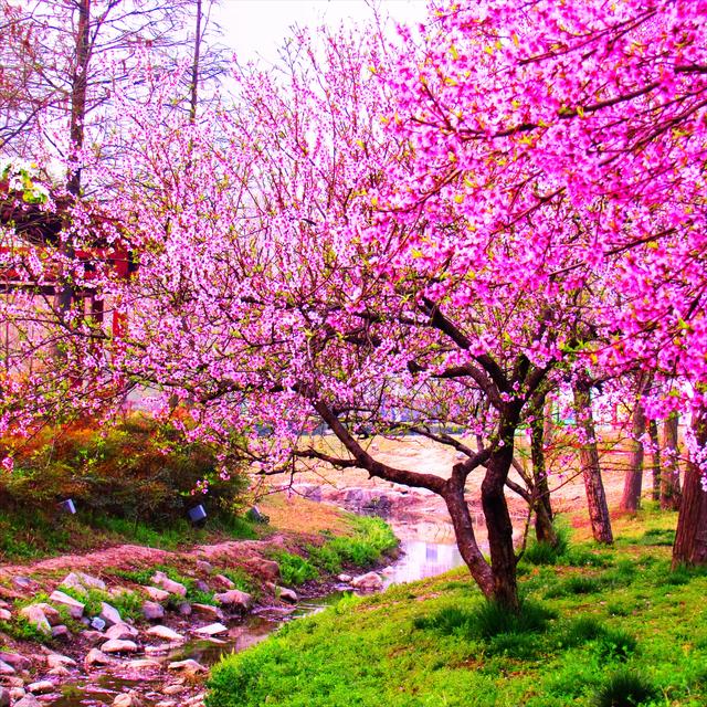 一年12月,每月都有“花神”在,你几月出生?别错过你的幸运花