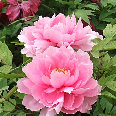 一年12月,每月都有“花神”在,你几月出生?别错过你的幸运花