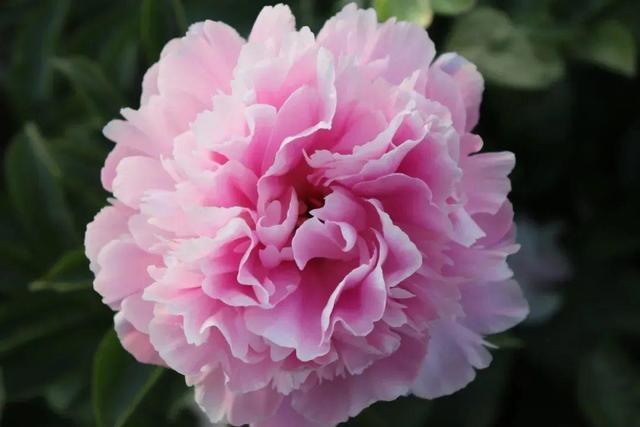 一年12月,每月都有“花神”在,你几月出生?别错过你的幸运花