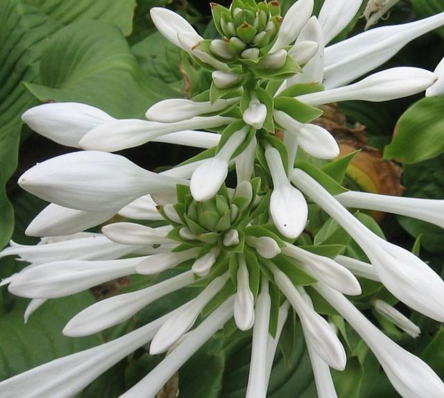 一年12月,每月都有“花神”在,你几月出生?别错过你的幸运花
