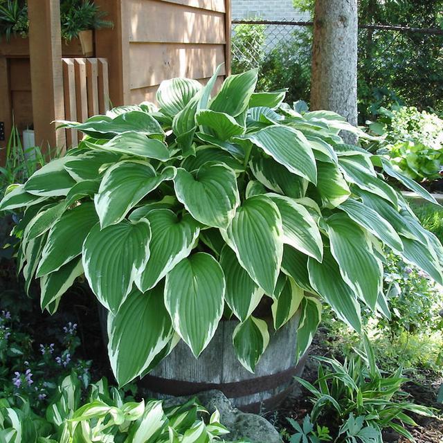 一年12月,每月都有“花神”在,你几月出生?别错过你的幸运花