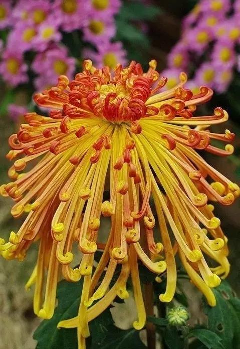 一年12月,每月都有“花神”在,你几月出生?别错过你的幸运花