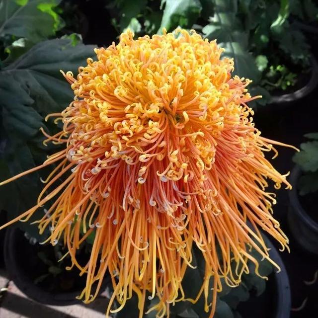 一年12月,每月都有“花神”在,你几月出生?别错过你的幸运花