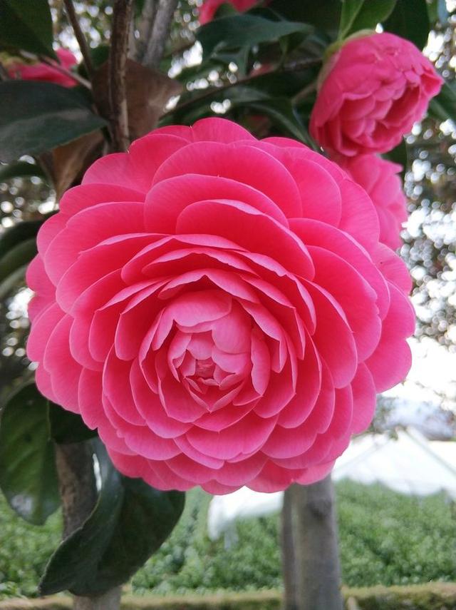 一年12月,每月都有“花神”在,你几月出生?别错过你的幸运花