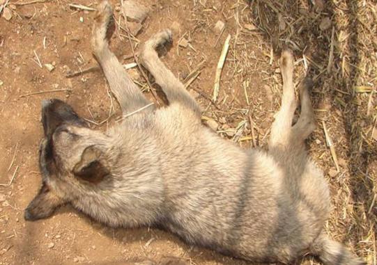 故事：男人不种地爱打猎，先生说其命犯天狗星，打死狼后丧命