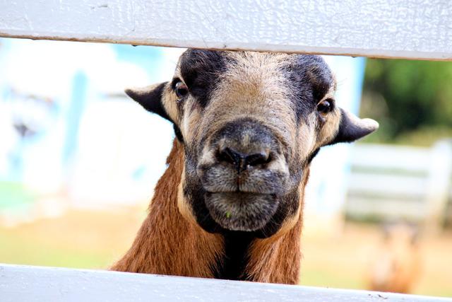 属年到了，却说说“十羊九不全”