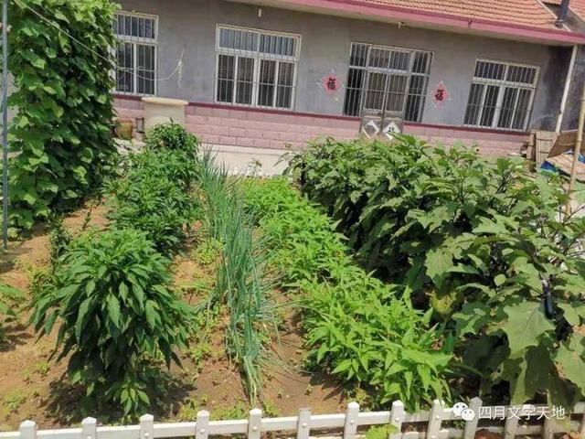 青未了/青丝缠绕的绿意小院