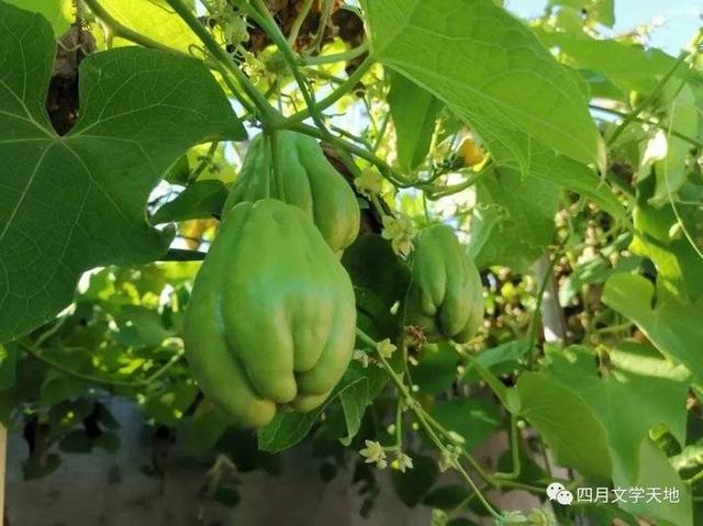 青未了/青丝缠绕的绿意小院