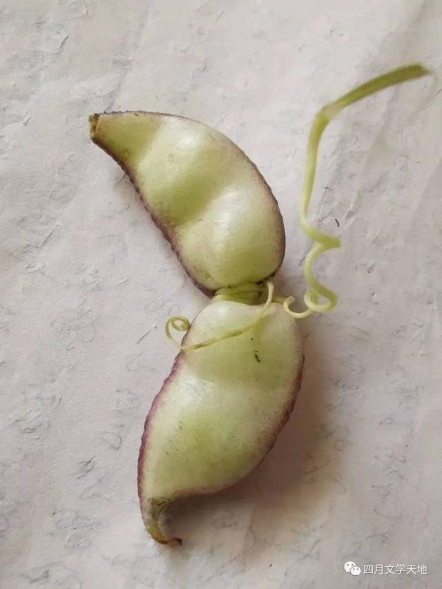 青未了/青丝缠绕的绿意小院