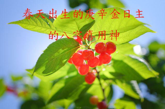 天干庚辛金的日主，生辰命局在一年四季春夏秋冬喜用神的取用