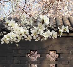 「无为子说风水」生辰里的桃花为何会带劫煞？
