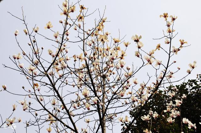 生辰命理化格，桃花运，生辰看财运何时来