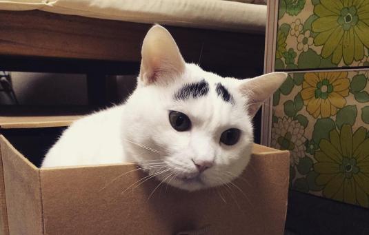 这只日本生辰眉囧猫真萌，好想抱抱