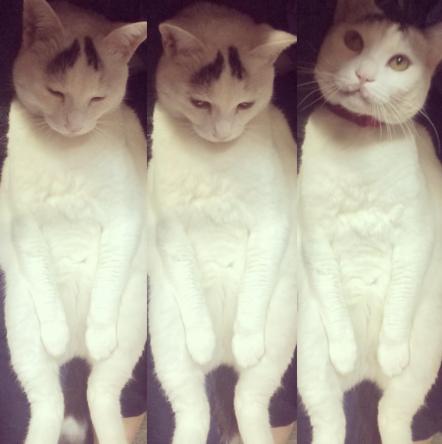 这只日本生辰眉囧猫真萌，好想抱抱
