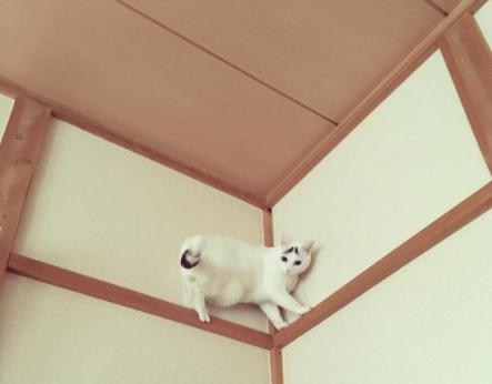 这只日本生辰眉囧猫真萌，好想抱抱