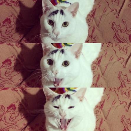 这只日本生辰眉囧猫真萌，好想抱抱