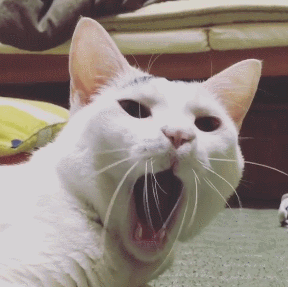 这只日本生辰眉囧猫真萌，好想抱抱