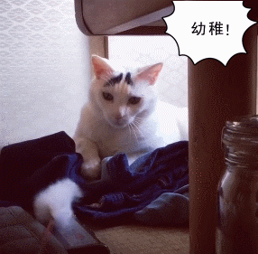 这只日本生辰眉囧猫真萌，好想抱抱