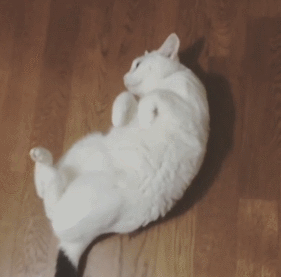 这只日本生辰眉囧猫真萌，好想抱抱