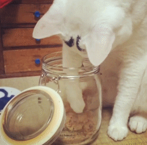 这只日本生辰眉囧猫真萌，好想抱抱