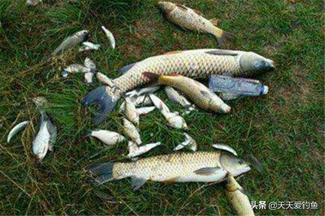 野钓大鱼，不会带漂远投，技术是不完整的！野钓第一钓法，学不学