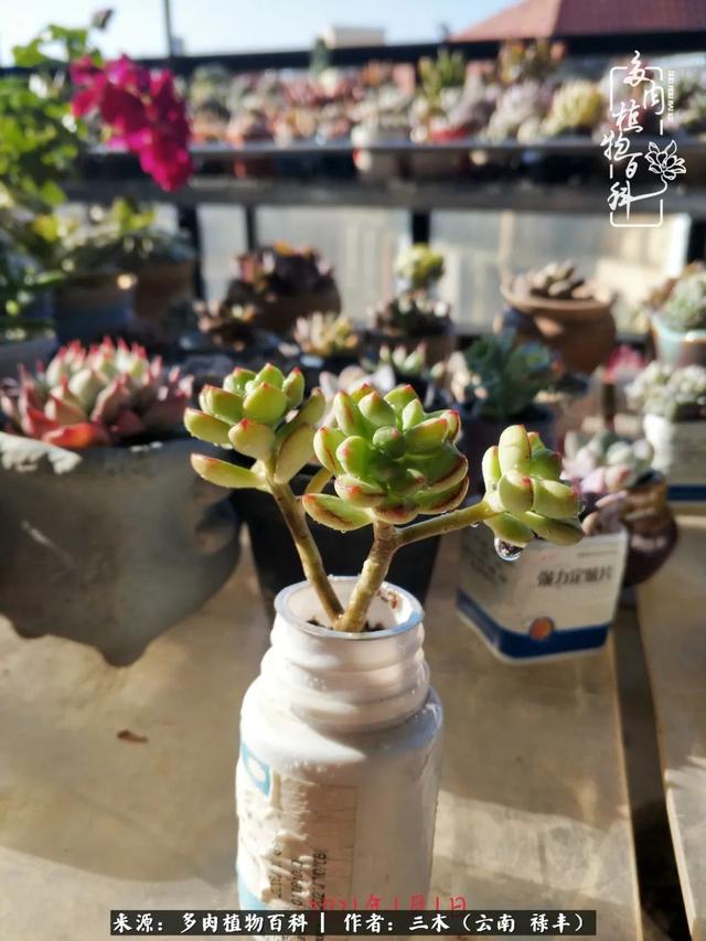 穷玩多肉，我靠扦插成大户