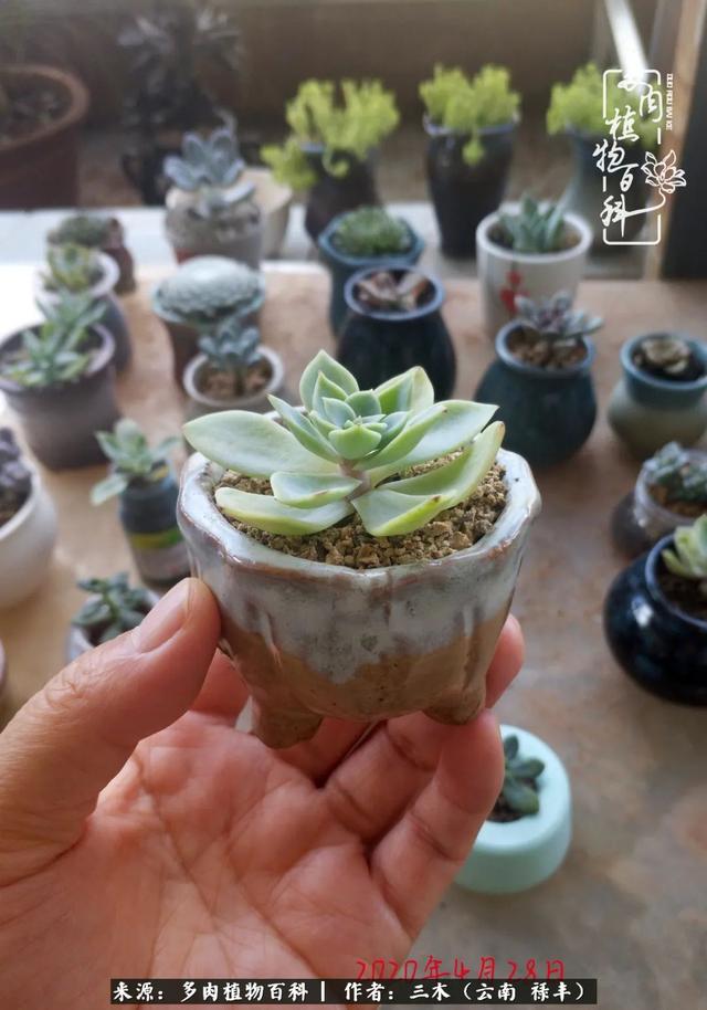 穷玩多肉，我靠扦插成大户