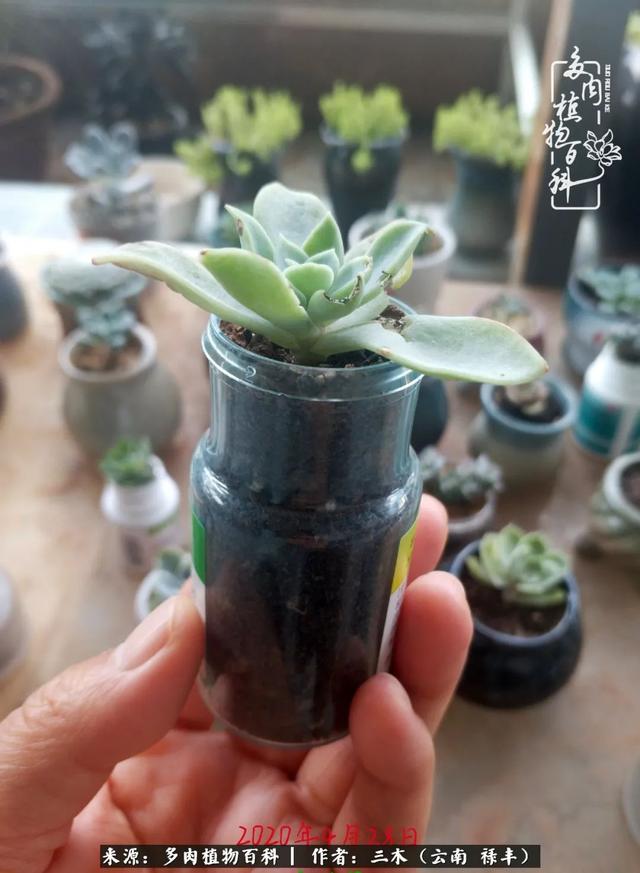 穷玩多肉，我靠扦插成大户