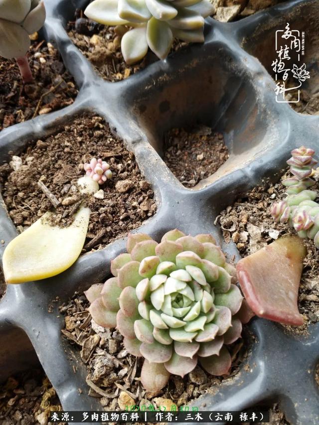 穷玩多肉，我靠扦插成大户
