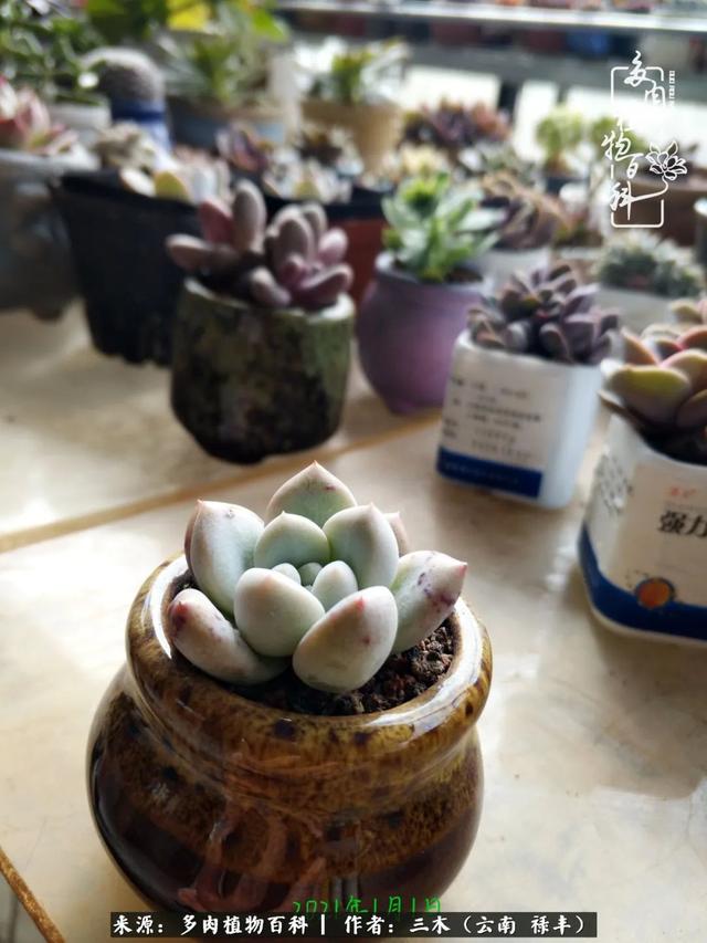 穷玩多肉，我靠扦插成大户