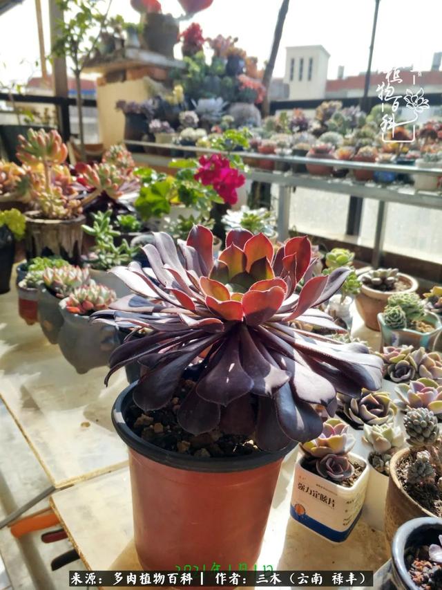 穷玩多肉，我靠扦插成大户