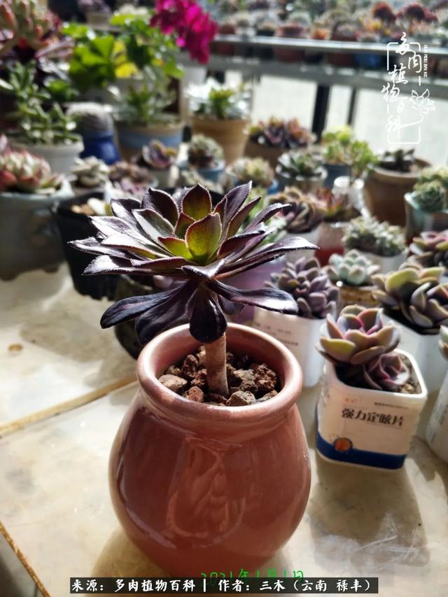 穷玩多肉，我靠扦插成大户