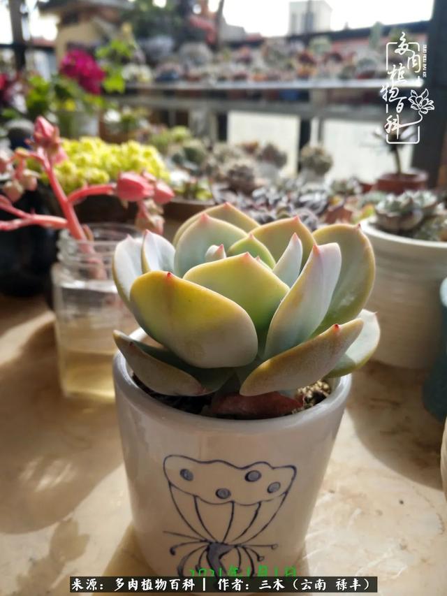 穷玩多肉，我靠扦插成大户