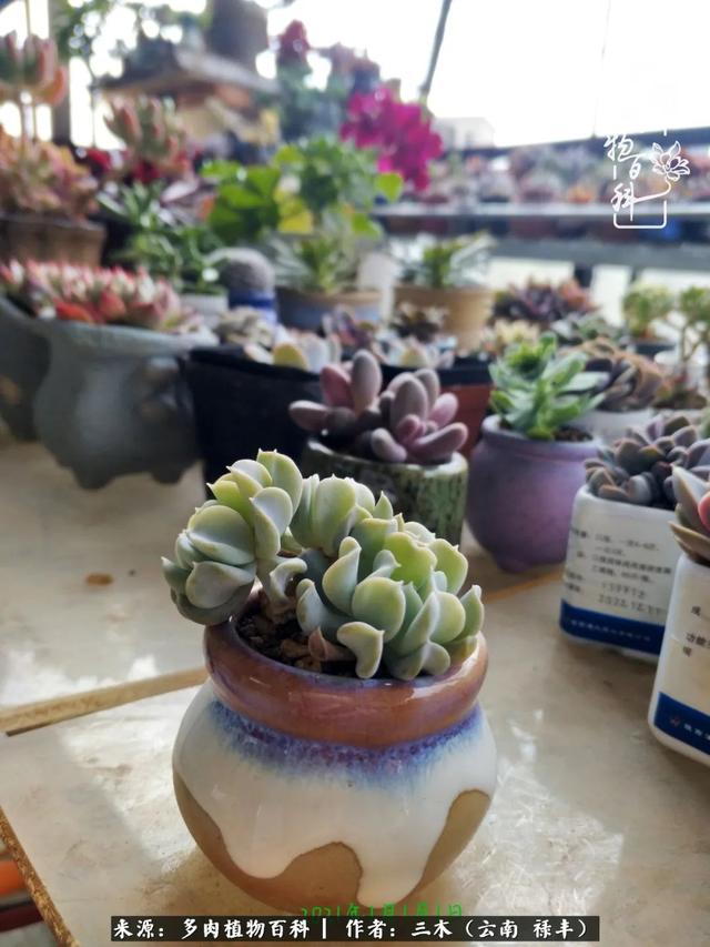 穷玩多肉，我靠扦插成大户