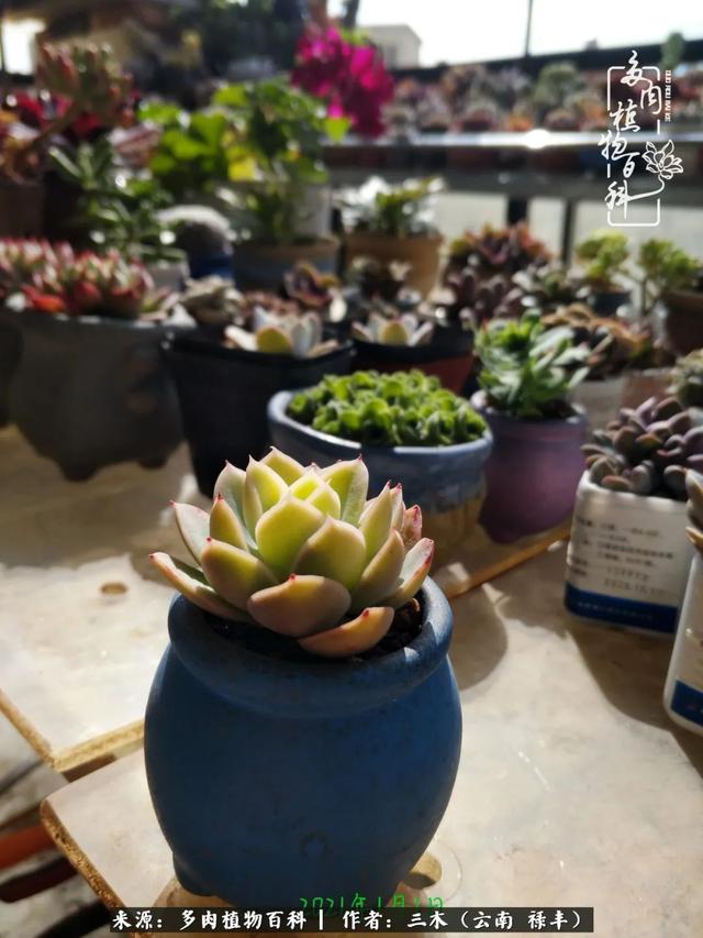 穷玩多肉，我靠扦插成大户